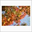 紅葉狩り(白鳥庭園散策）