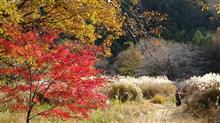 【紅葉見頃速報】 武蔵丘陵森林公園・嵐山渓谷