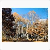 【蓼科で紅葉狩り🍁⑥】白樺 ...