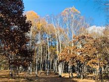 【蓼科で紅葉狩り🍁⑥】白樺林と上田の山並み