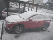 あらぁ、朝、起きたら、、、雪だぁ・・・！