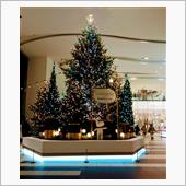 イルミネーション🎄