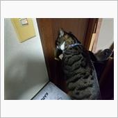 我が家の猫、ドアの開け方をマ ...