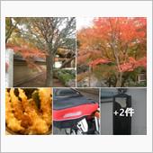 この寒さが、みごとな『紅葉』 ...