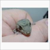 ヤモリ 家守?
