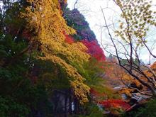 瑠璃光院に行きました！　～2021年紅葉狩り～