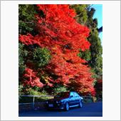 ひとり朝練　～養老の紅葉～