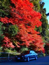 ひとり朝練　～養老の紅葉～