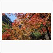 愛岐トンネルの紅葉