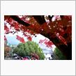 　続 紅葉 🍂 　奈良公園&amp;ならまち σ(ﾟｰ^*)