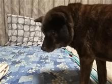 とある甲斐犬の闘病記〜腎臓病発覚から3年4ヶ月＆16歳の誕生日を控え〜