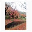 旨い蕎麦と紅葉