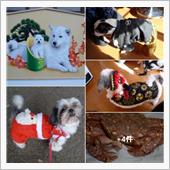 犬達の・正月用  冬の衣装合 ...