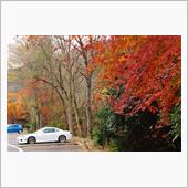 今年最後の紅葉狩りかな？