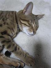 洋物が好み
