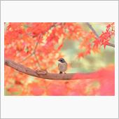 またまた紅葉ルリビタキ　どう ...