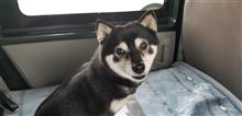 愛犬豆柴、道の駅ディビュー