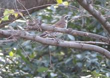 冬鳥の季節