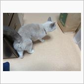 女王陛下、行幸中    #猫 ...