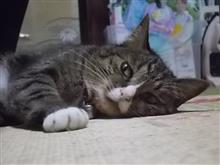 今日は、これ。