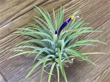 幸せの青い鳥は・・・再び。