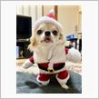 皆さまメリークリスマスでつ