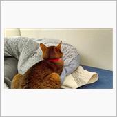 尻尾を触って♪   #猫 # ...