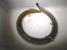 旧江戸川でウナギ釣り　10月19日