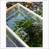初氷