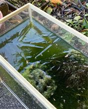 初氷