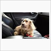 ハッピー、通院   #犬 # ...