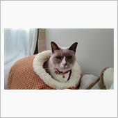 昼下がりの我が家   #猫  ...