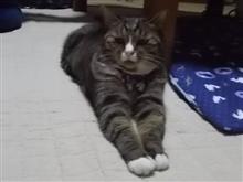 夕方は映画です。