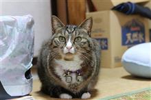 行って来たよ、帝国ホテル。