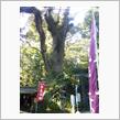 都城市（高崎町）幸招大楠（こうしょうおおくす）