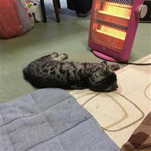 あけsensya