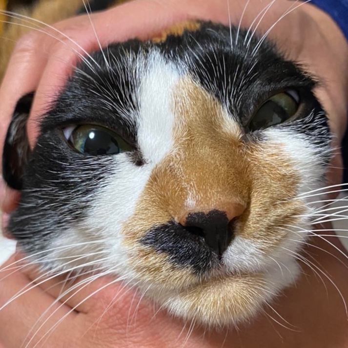 デブくまちチト痩せた くまち 猫好きのブログ くまちサーキット日記 みんカラ