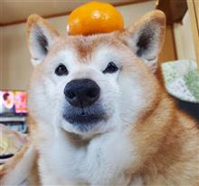 遅ればせながら