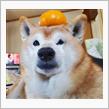 遅ればせながら
