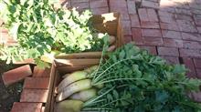 定期便のお礼&冬野菜の収穫 定期便のお礼&冬野菜の収穫