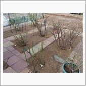 木立ちバラの剪定