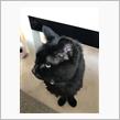 ありがとう…虹の橋をわたった我が愛猫