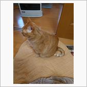 昨日のあれやこれや