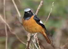 毎度おなじみ　鳩　雀以外の小鳥