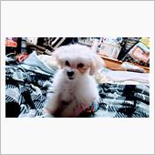 かわいいのと、虚しい事。