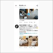 ツイッターからモルモットの誘 ...