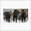 多頭飼育始めます🐎🐎🐎