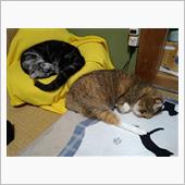 ダブル　にゃんモナイト