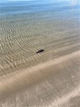 お台場海浜公園