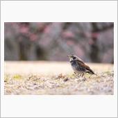 森林公園へ